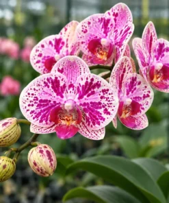 Matured Phalaenopsis Fairy Dust with Buds