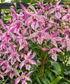 Dendrobium Ceasar Pink 27 Medium Size