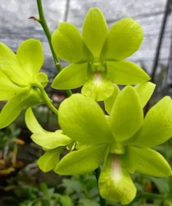 Ready to Flower Size Dendrobium Aree Dang Green - Image 2