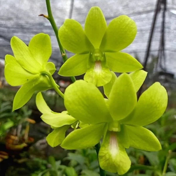 Ready to Flower Size Dendrobium Aree Dang Green - Image 2