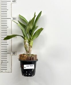 Ready to Flower Size Dendrobium Pink Power (F51) - Image 3