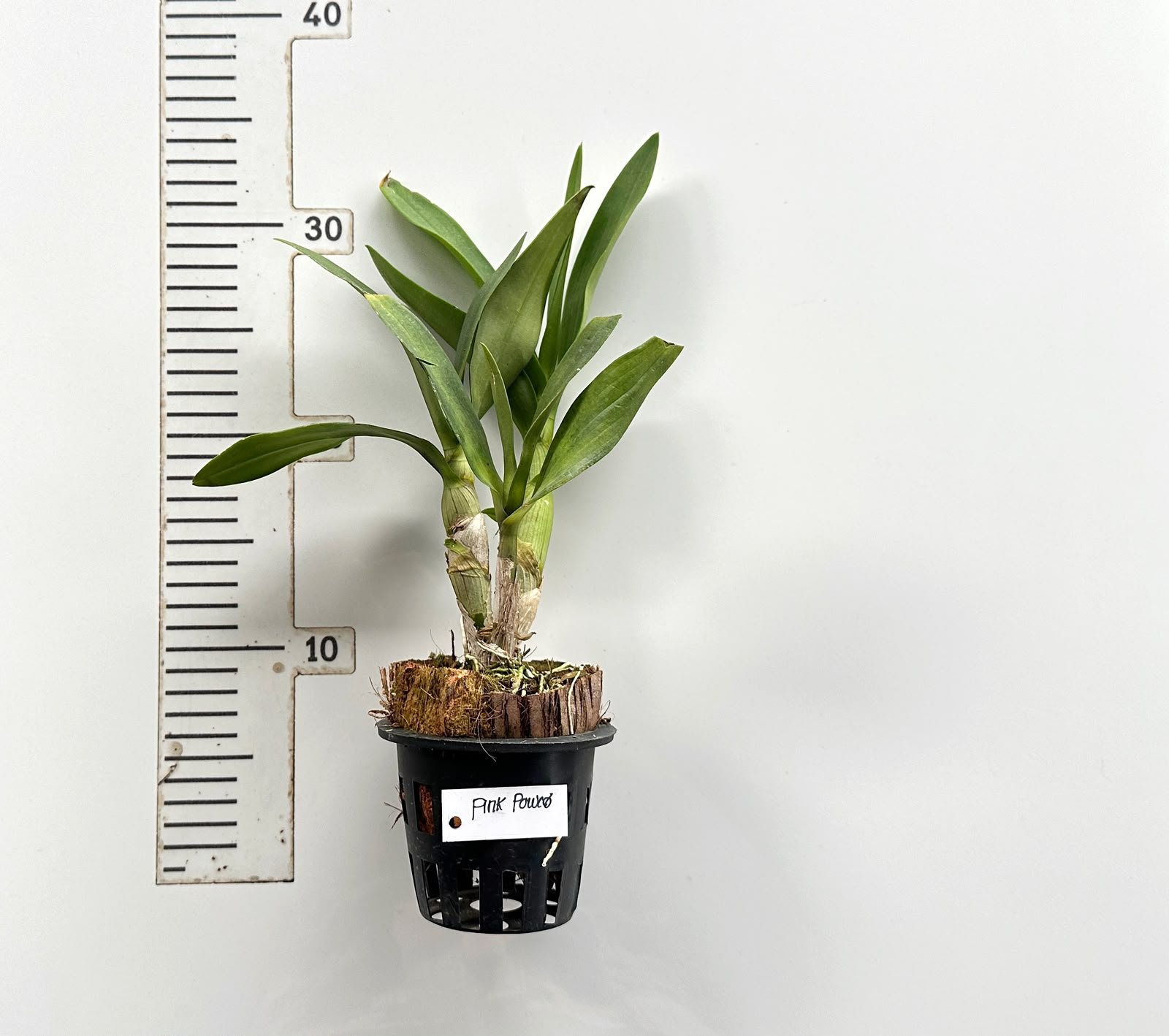 Ready to Flower Size Dendrobium Pink Power (F51) - Image 3