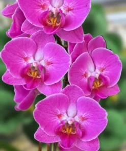 Matured Phalaenopsis Tigris with Buds