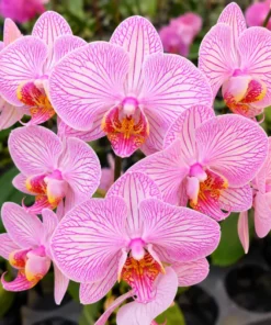 Matured Phalaenopsis Dreamline with Buds