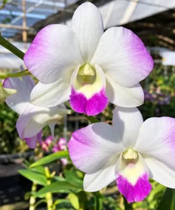 Ready to Flower Size Dendrobium Diamond - Image 2