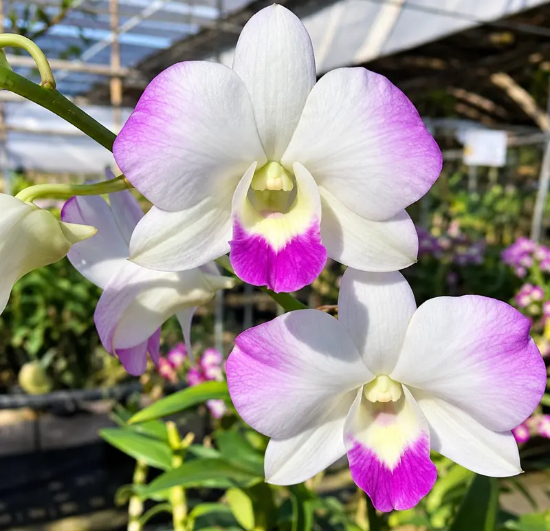 Ready to Flower Size Dendrobium Diamond - Image 2