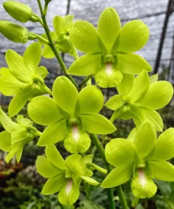 Ready to Flower Size Dendrobium Aree Dang Green