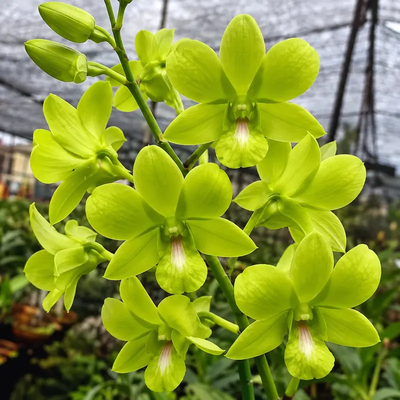 Ready to Flower Size Dendrobium Aree Dang Green
