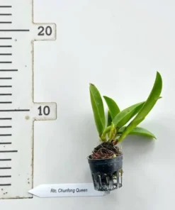 Alternative view of Cattleya Chunfong Queen Seedling