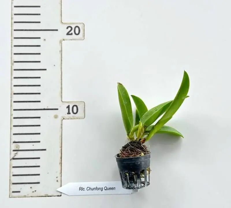 Cattleya Chunfong Queen Seedling - Image 2