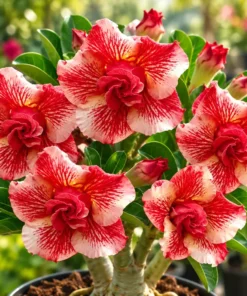 Adenium Rosie Sprinkle (PPA9)