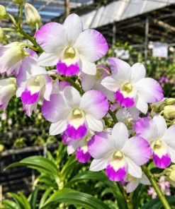 Ready to Flower Size Dendrobium Diamond