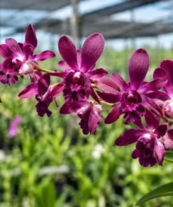 Ready to Flower Size Dendrobium Ceasar Red Captain Junior