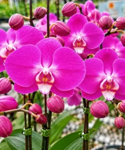 Matured Phalaenopsis Lady Fantasy with Buds