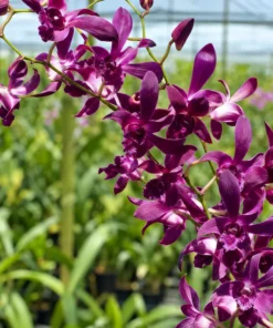 Ready to Flower Size Dendrobium Ceasar Red Captain Junior - Image 3