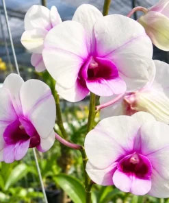 Ready to Flower Size Dendrobium Mary Poppins - Image 2