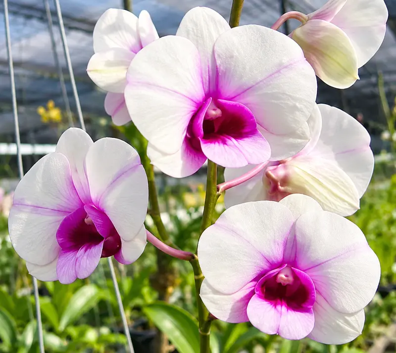 Ready to Flower Size Dendrobium Mary Poppins - Image 2