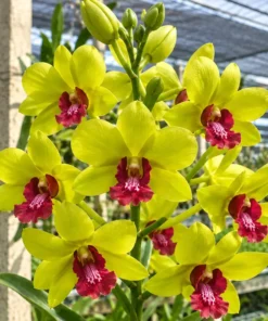 Ready to Flower Size Dendrobium Everlasting love