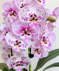 Matured Phalaenopsis Expressions with Buds
