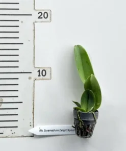 Alternative view of Cattleya Suvarnabhumi Delight 'Apricot' Seedling