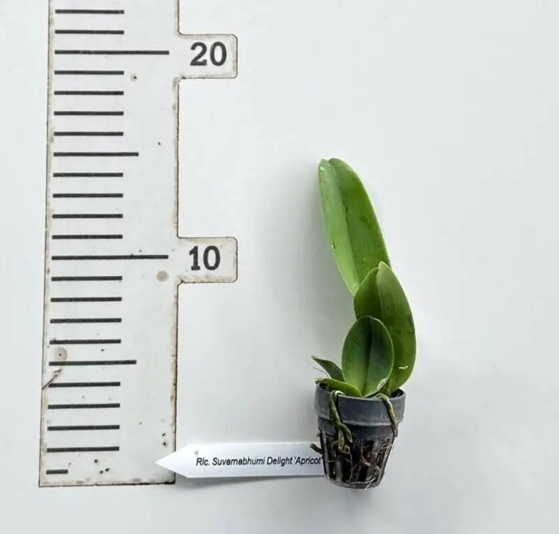Cattleya Suvarnabhumi Delight 'Apricot' Seedling - Image 2