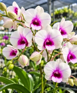 Ready to Flower Size Dendrobium Mary Poppins