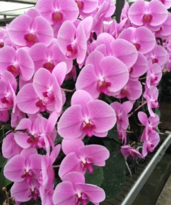 Matured Phalaenopsis Spring Glow with Buds