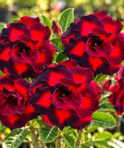 Adenium Berri Belle (PPA19)