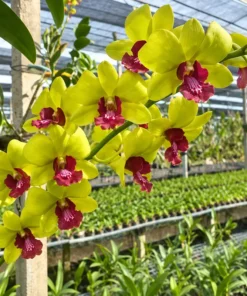 Ready to Flower Size Dendrobium Everlasting love - Image 2
