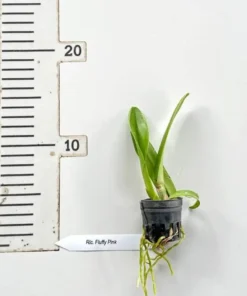 Alternative view of Cattleya Fluffy Pink Seedling