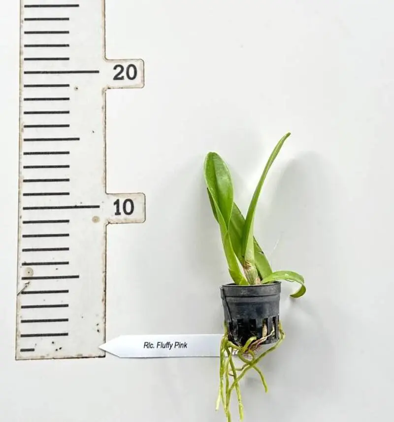 Cattleya Fluffy Pink Seedling - Image 2