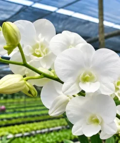 Alternative view of Ready to Flower Size Dendrobium White