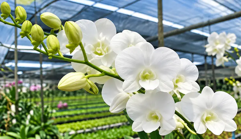 Ready to Flower Size Dendrobium White - Image 2
