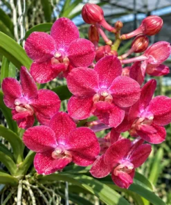 Vanda Red Jame