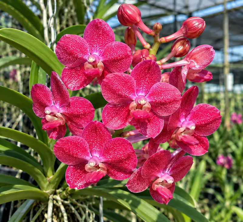 Vanda Red Jame