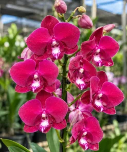 Ready to Flower Size Dendrobium Red Beryl 1061
