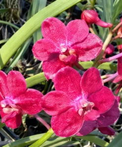 Vanda Red Jame - Image 2