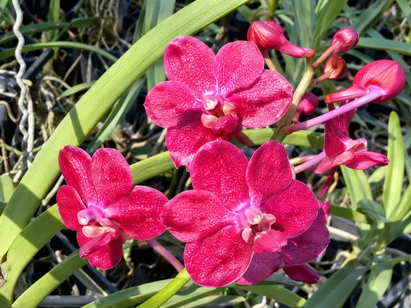 Vanda Red Jame - Image 2