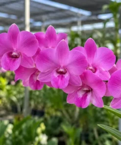 Ready to Flower Size Dendrobium Pink Power (F51)