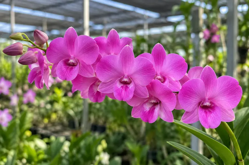 Ready to Flower Size Dendrobium Pink Power (F51)