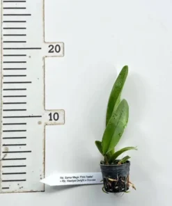 Cattleya Samui Magic 'Pink Pastel' Seedling - Image 3