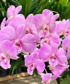 Ready to Flower Size Dendrobium Pink Stripe Surprise 2022 - Image 3