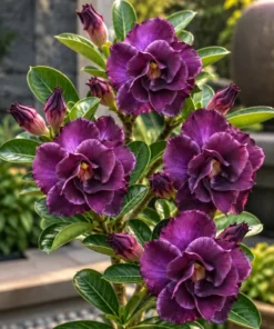Adenium Plum Eclipse (PPA17)