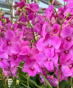 Alternative view of Ready to Flower Size Dendrobium Pink Power (F51)