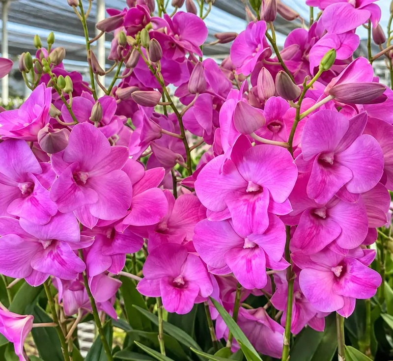 Ready to Flower Size Dendrobium Pink Power (F51) - Image 2