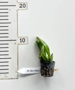 Alternative view of Cattleya Star of Siam Seedling