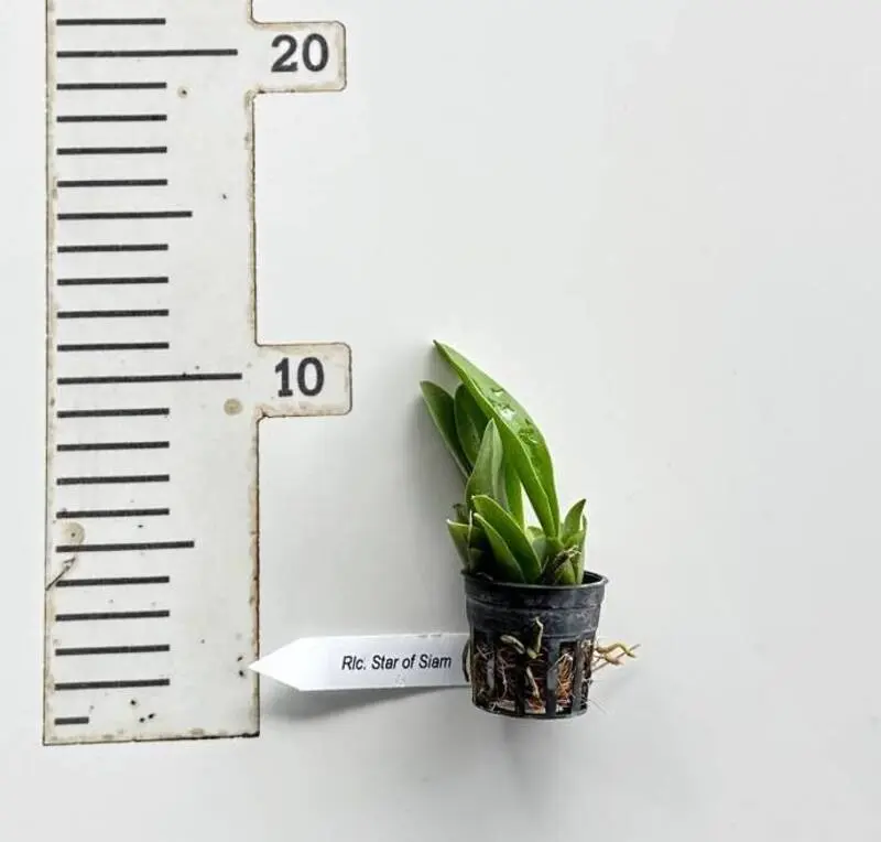 Cattleya Star of Siam Seedling - Image 2