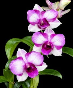 Ready to Flower Size Dendrobium Alien - Image 2