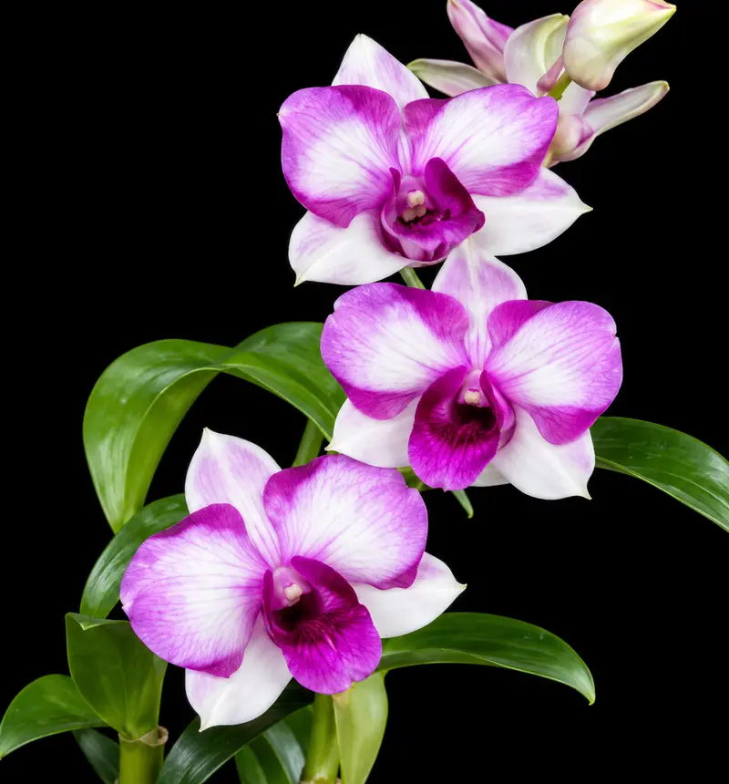 Ready to Flower Size Dendrobium Alien - Image 2