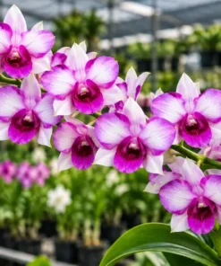 Ready to Flower Size Dendrobium Alien